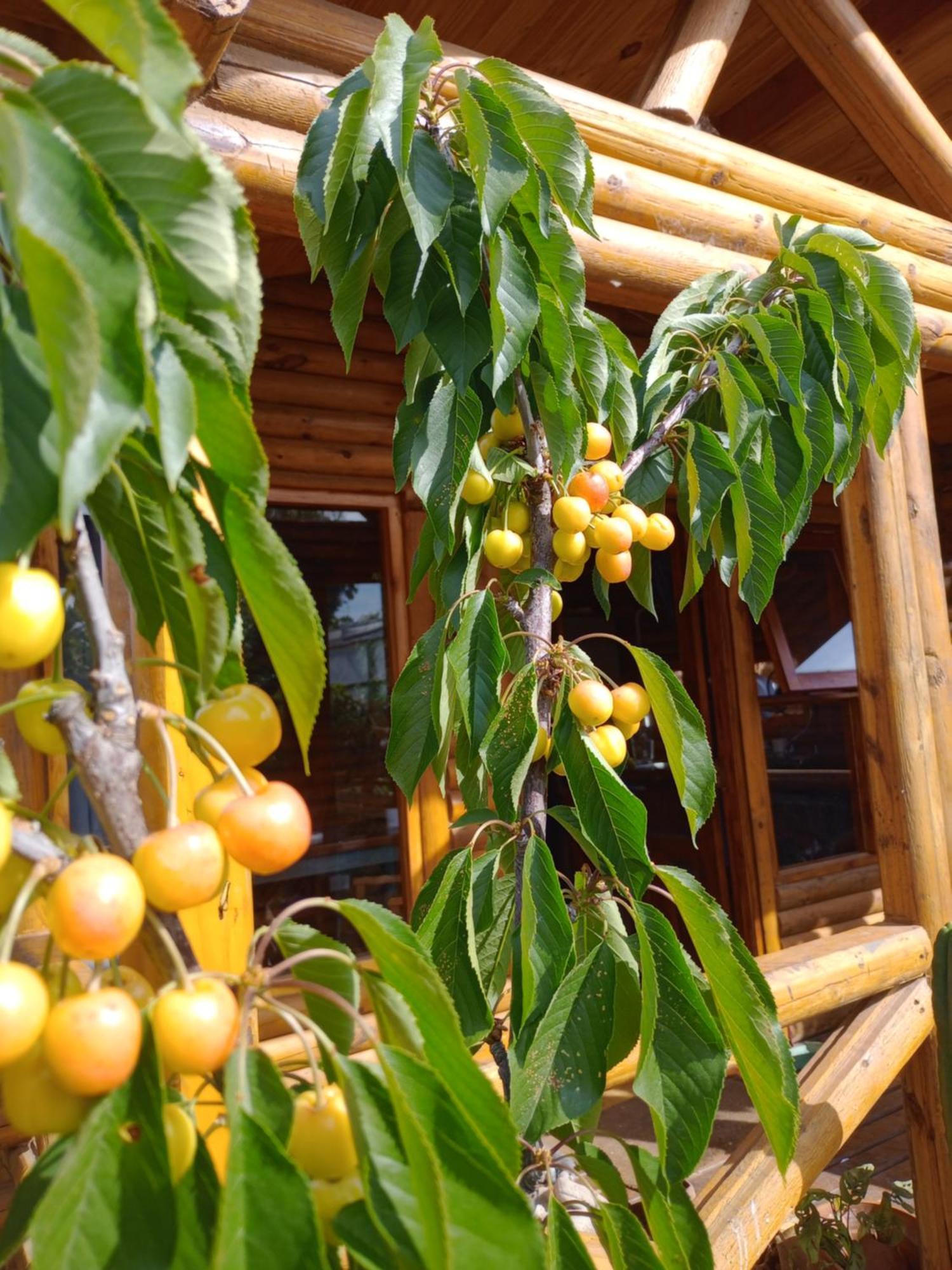 Foresta Acantilados, Casa Container Y Cabana De Troncos Μαρ ντελ Πλάτα Εξωτερικό φωτογραφία