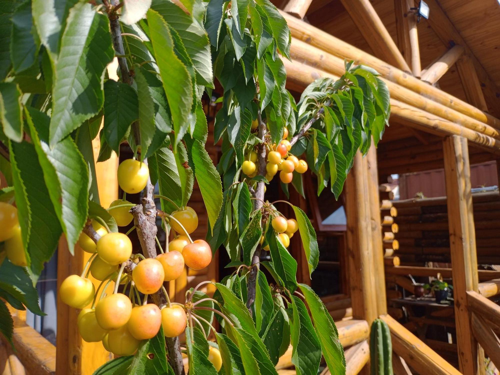 Foresta Acantilados, Casa Container Y Cabana De Troncos Μαρ ντελ Πλάτα Εξωτερικό φωτογραφία
